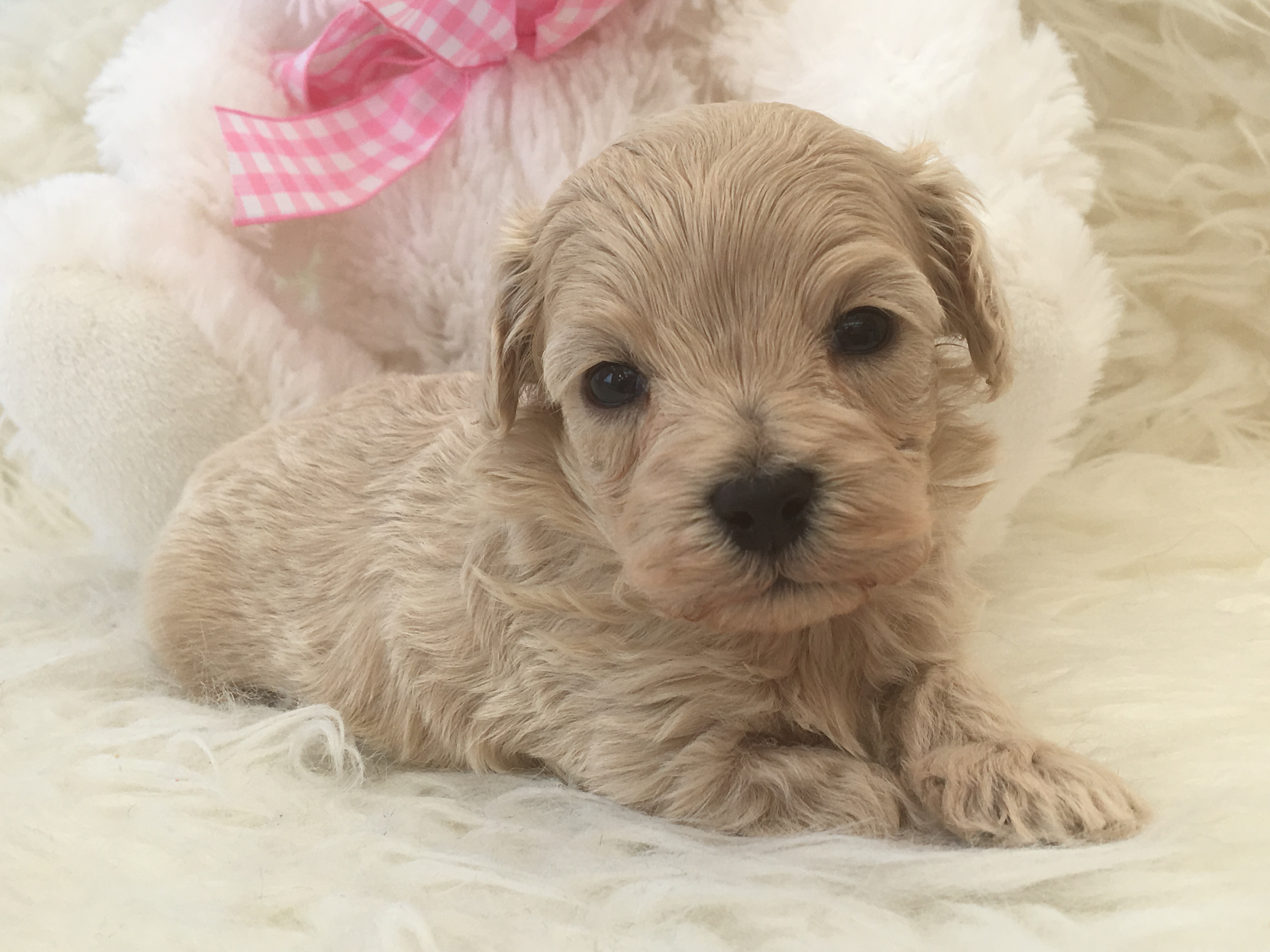 maltipoo danmark