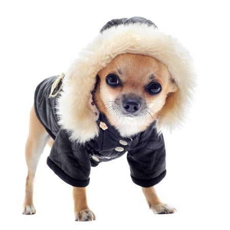 chihuahua warm clothes