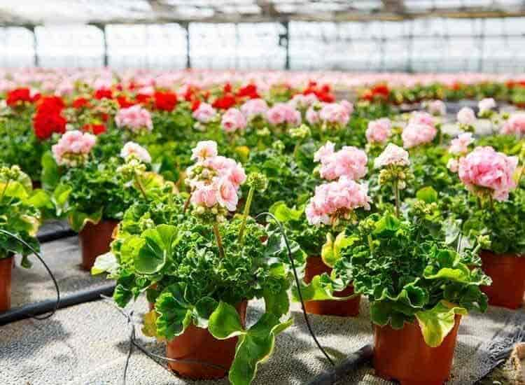 plant nurseries near me