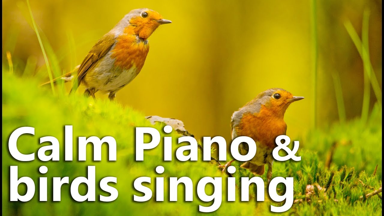 relaxing music with birds