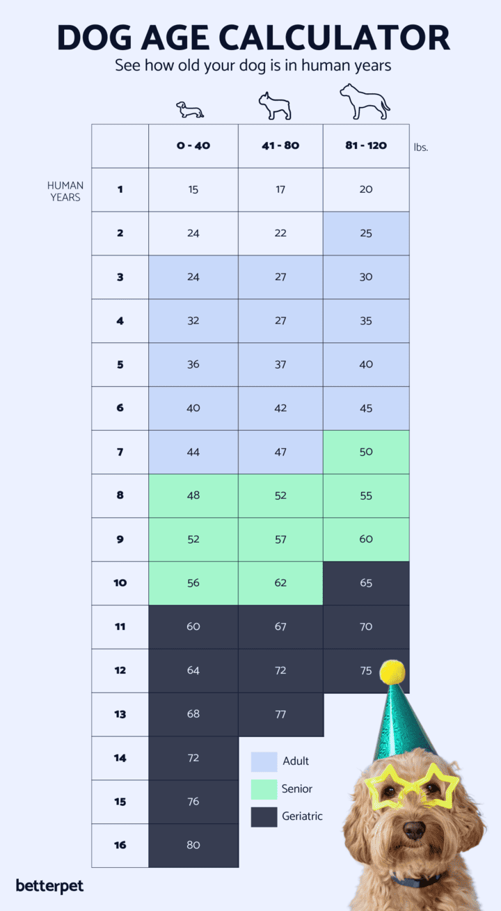 human years to dog years calculator