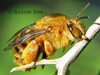 bumble bee teddy bear