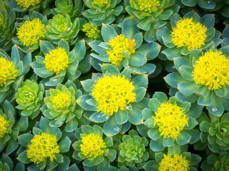 rhodiola rosea and weight loss