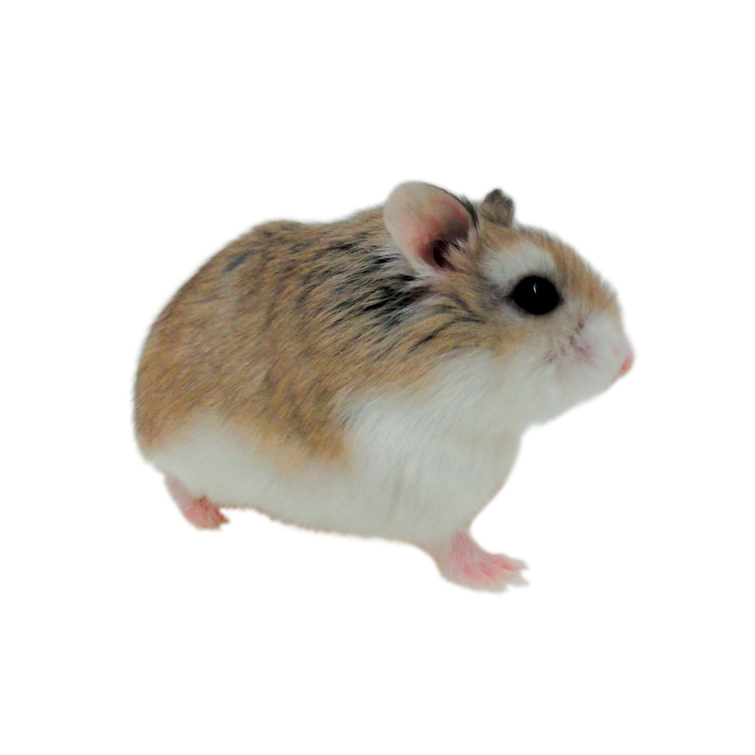 petco hamster