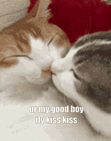 cats kissing meme