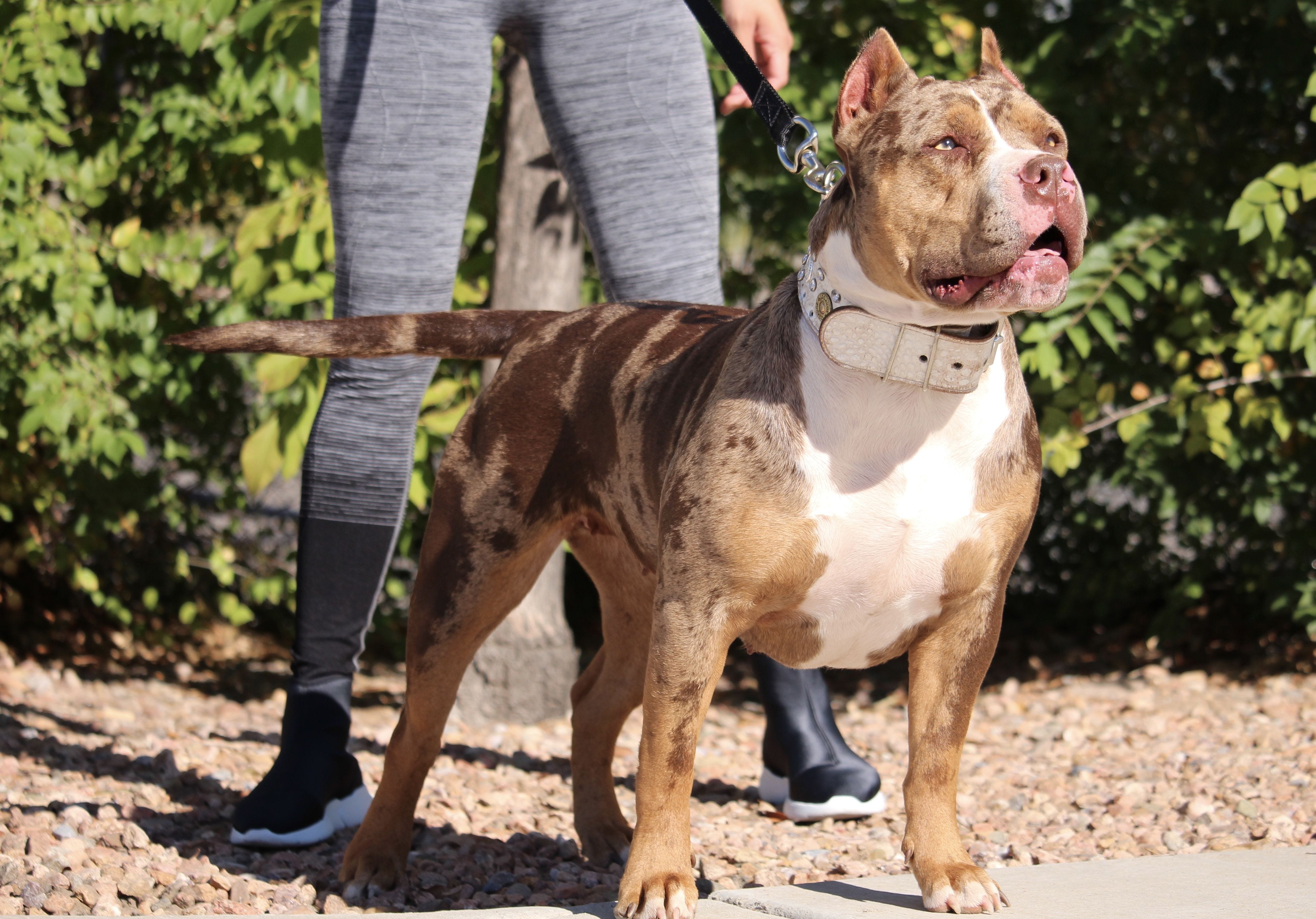 american bully tricolor merle