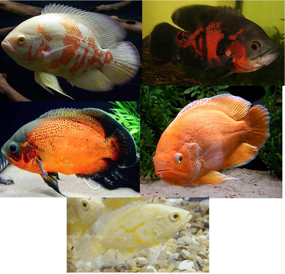 oscar cichlid for sale