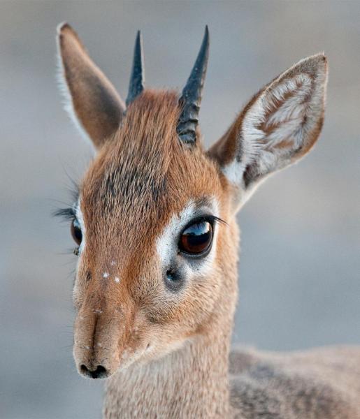 dik pic