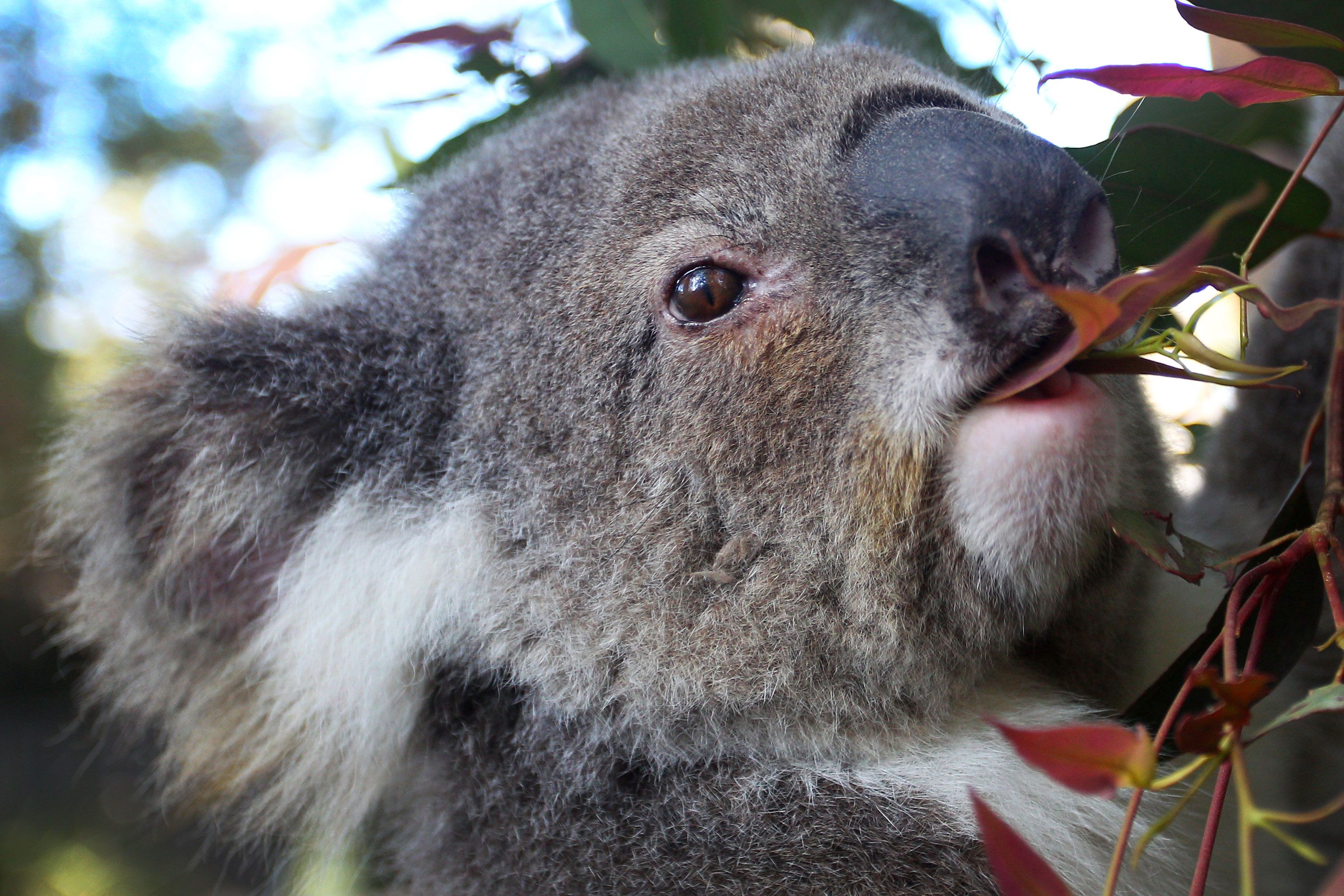 do koala bears have chlamydia