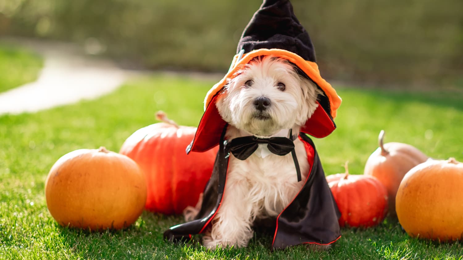 dog pumpkin dress