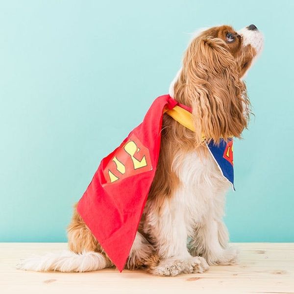 dog superhero costume