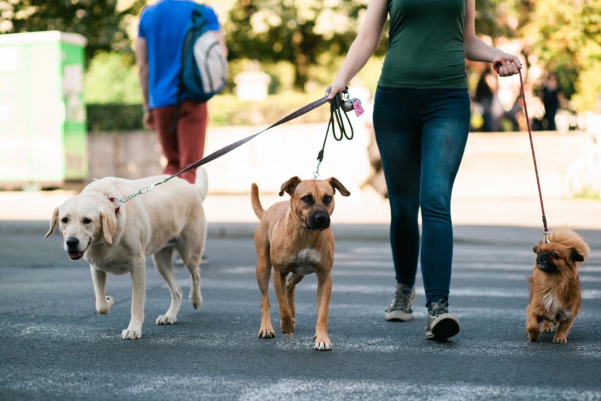 dog walkers near me