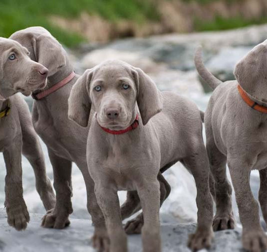 dog weimaraner puppy for sale