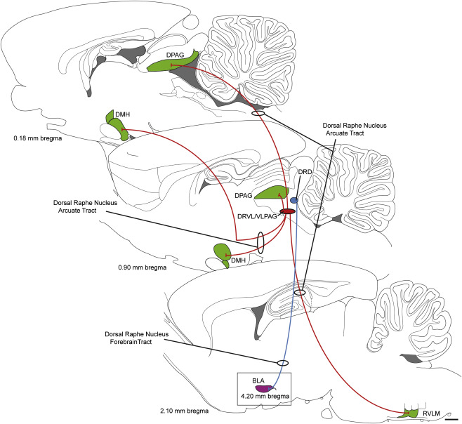 dorsal raphe nucleus