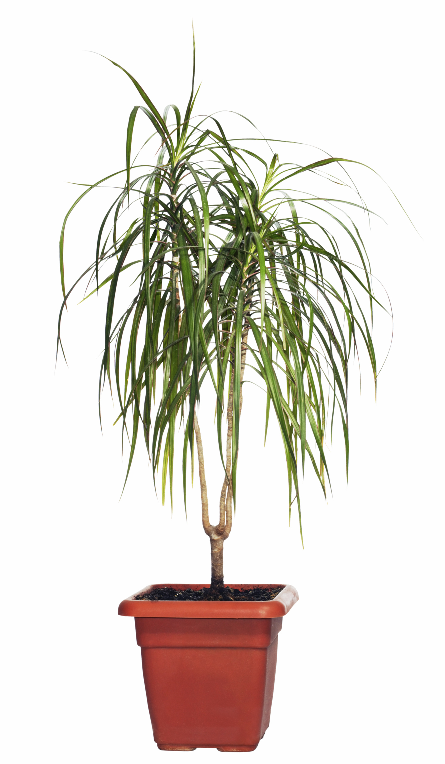 dracaena plant and cats