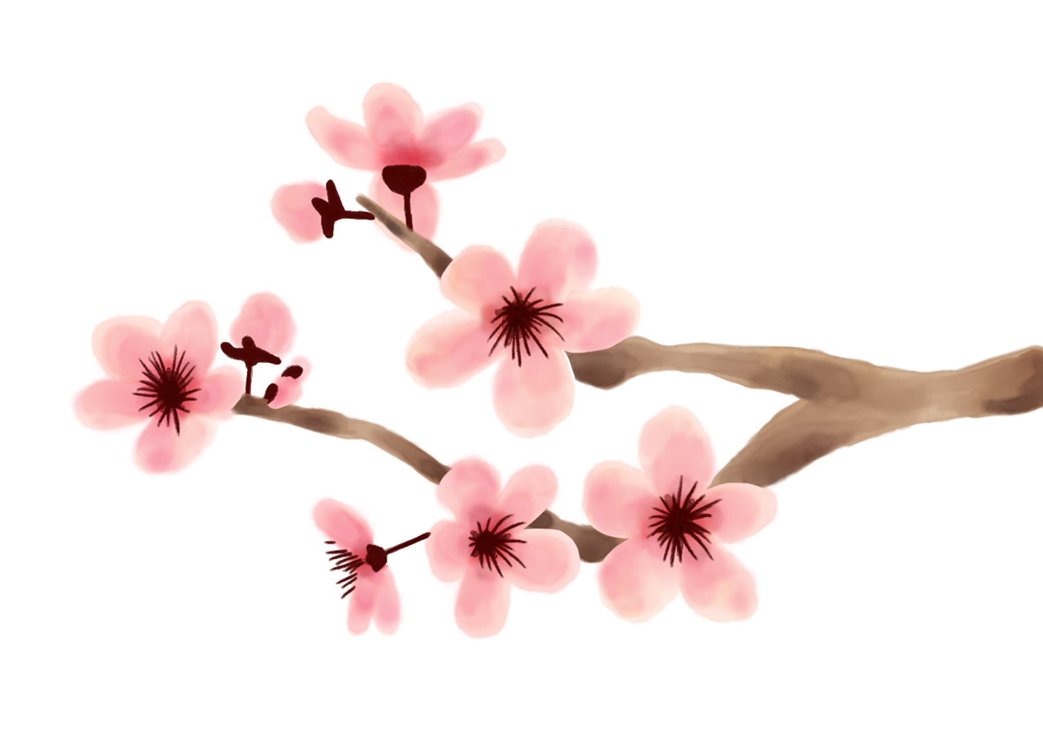 drawings of cherry blossom