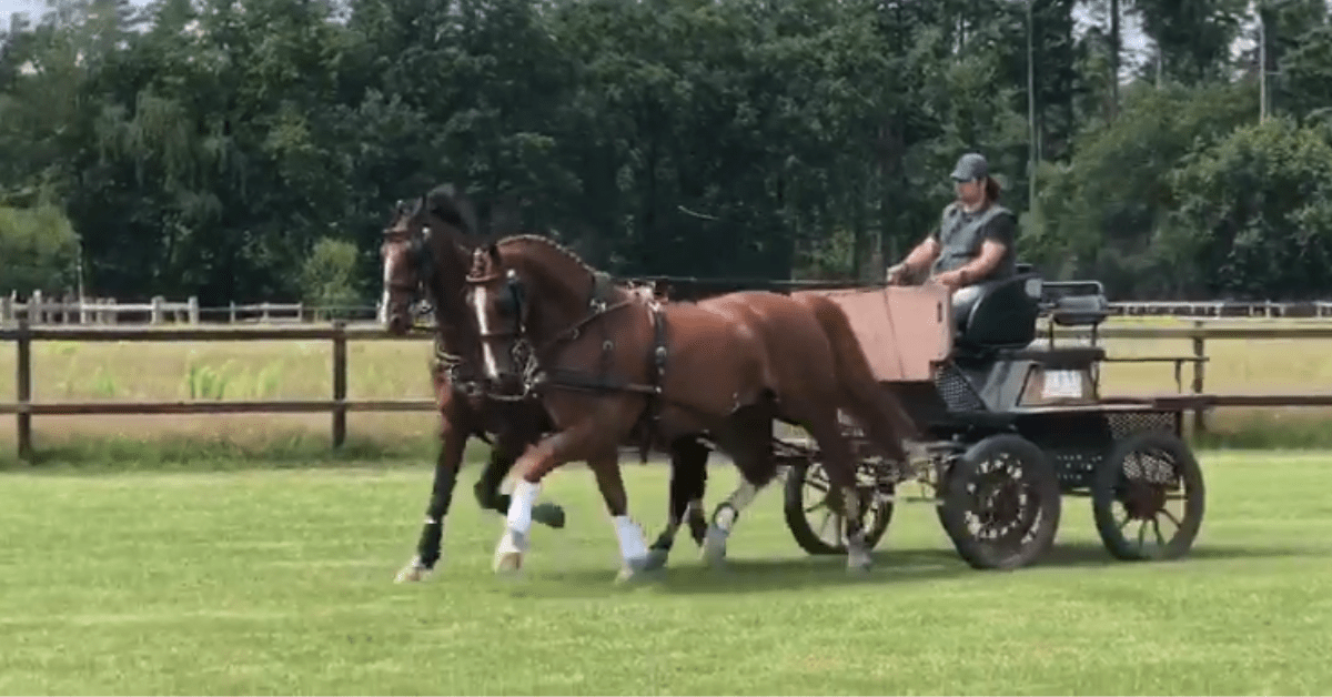 driving horses for sale