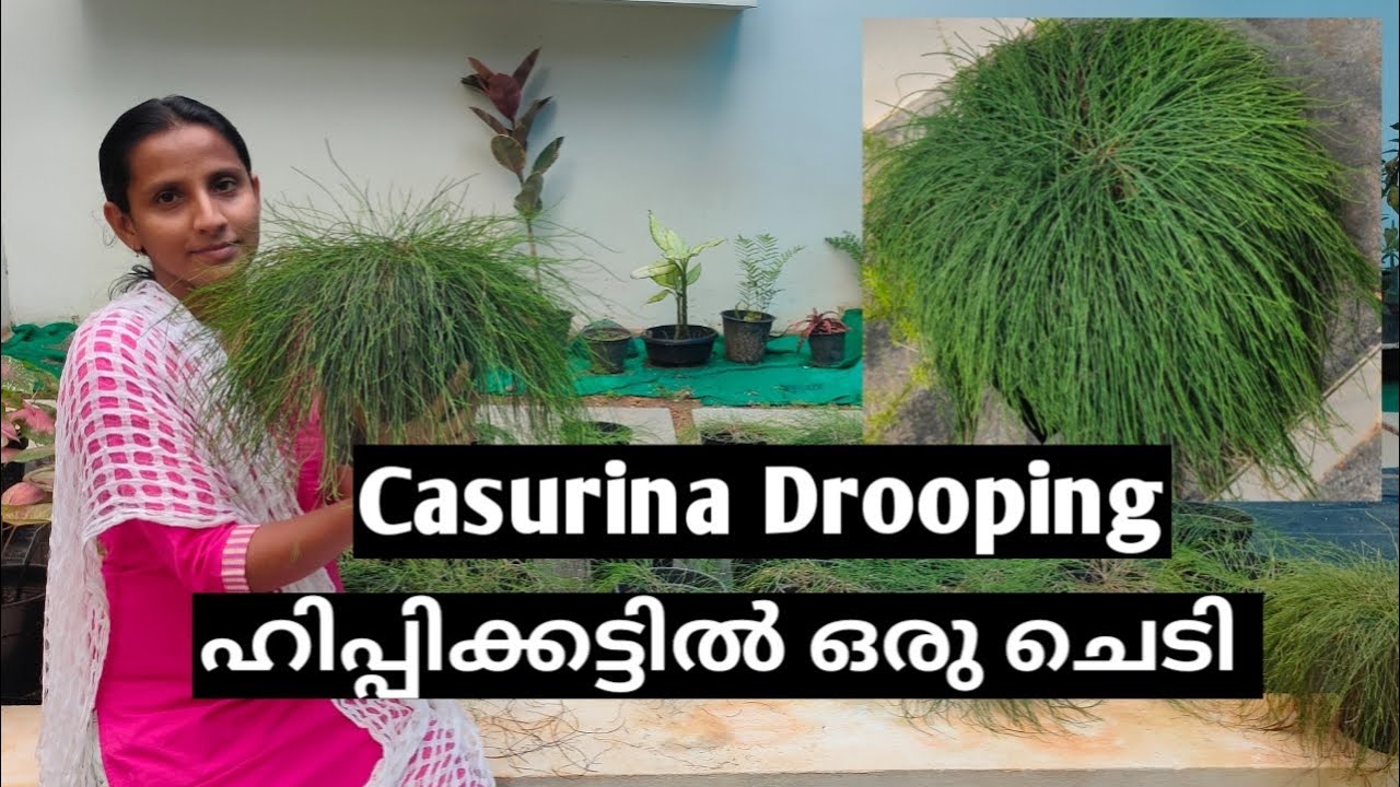 drooping meaning in malayalam