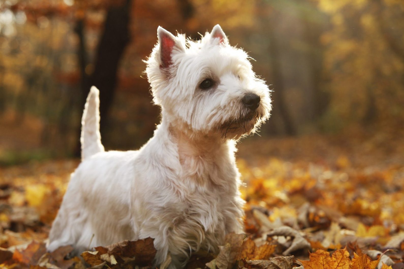 westie puppies for sale