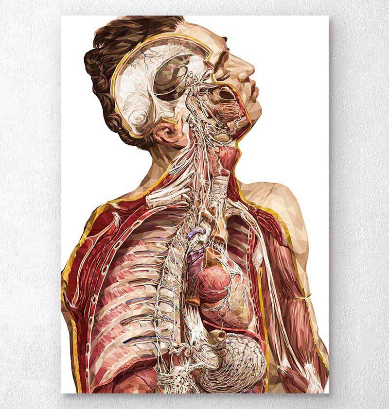 human anatomy artwork