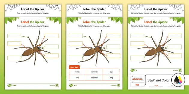 spider fact file