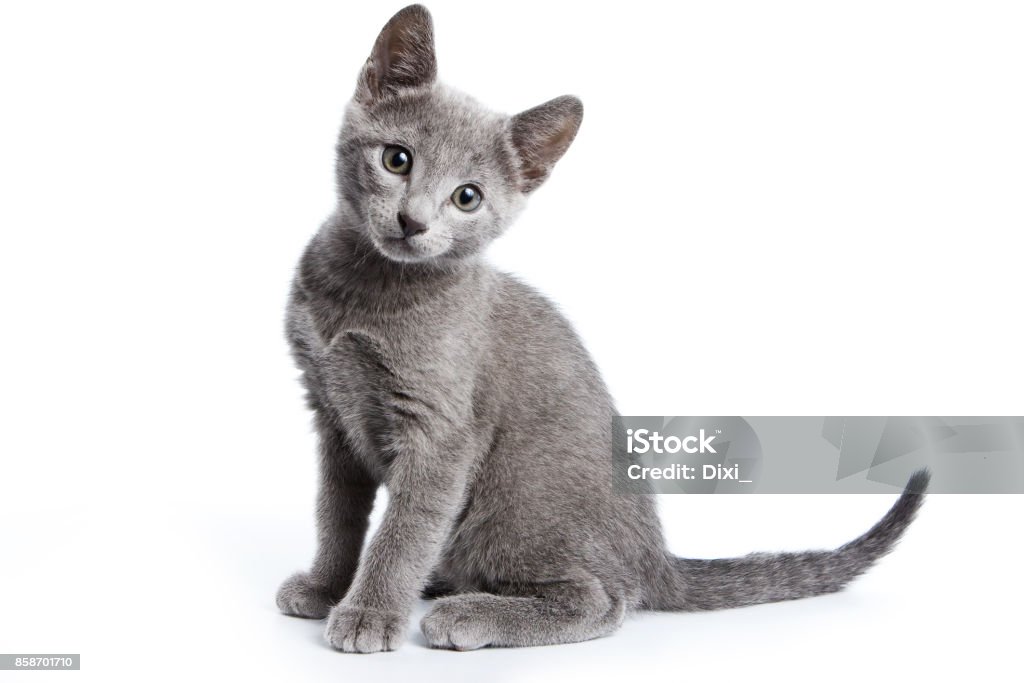 russian blue kitten images