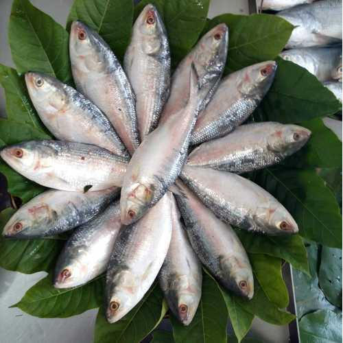 hilsa fish near me