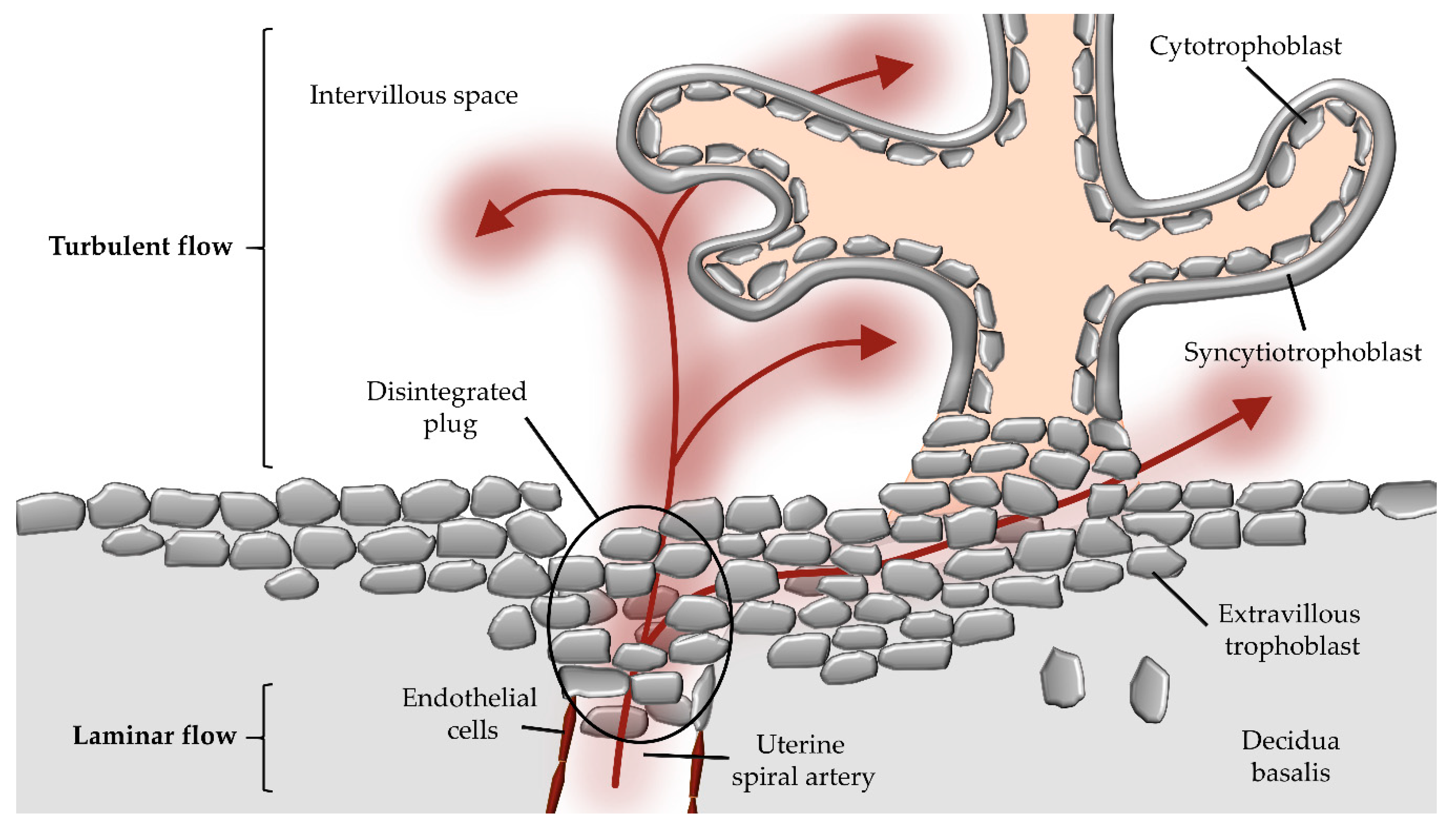 trophoblasts