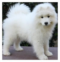 samoyed for sale australia