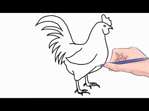 easy cock drawing