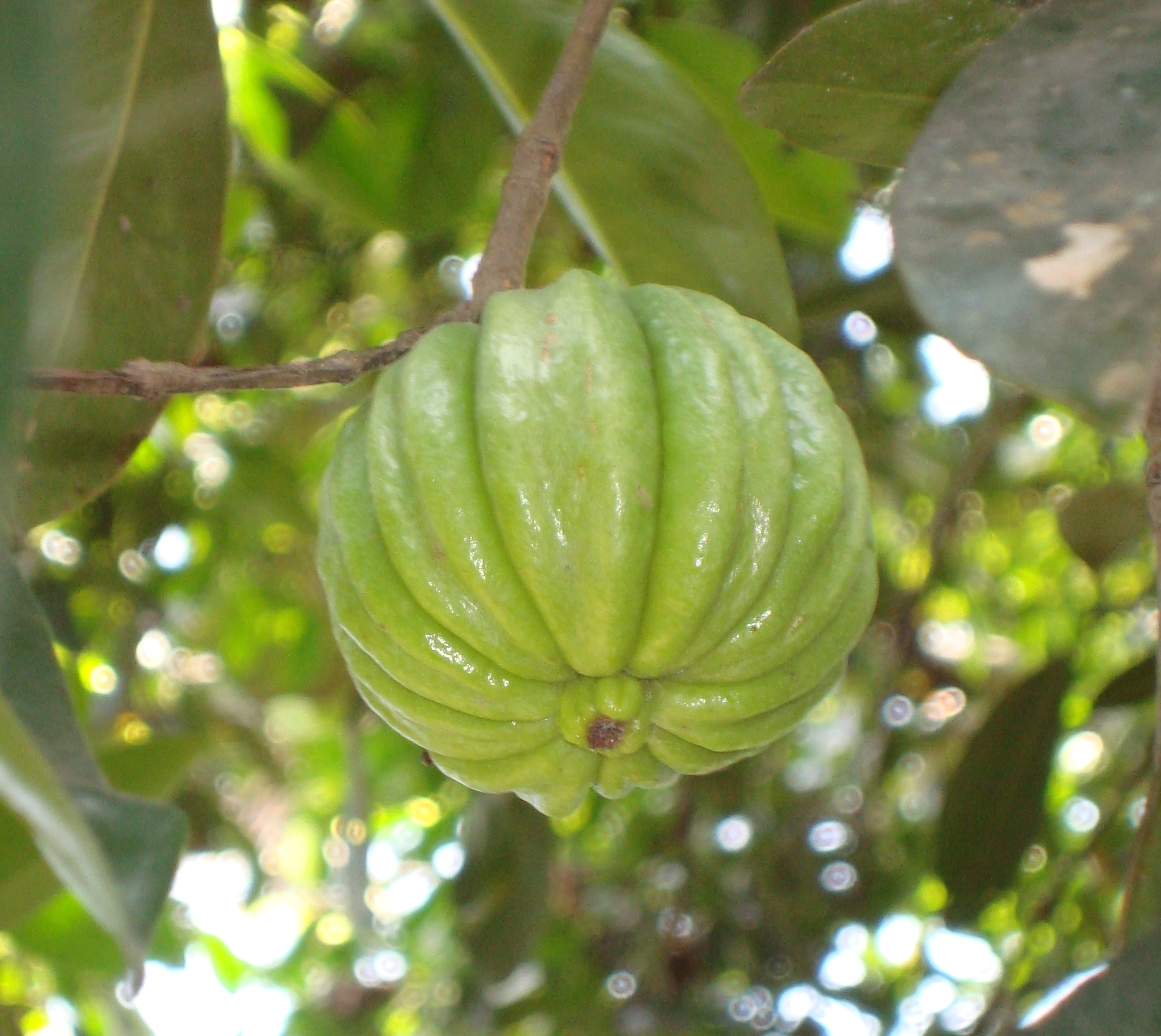 garcinia de gamboa