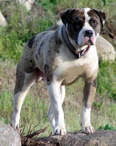 bulldog alapaha blue blood