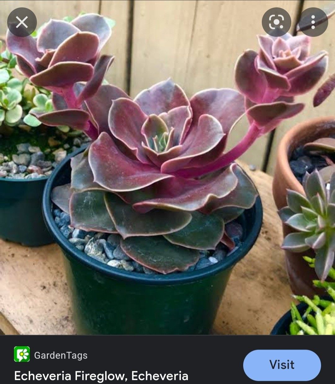 echeveria fireglow