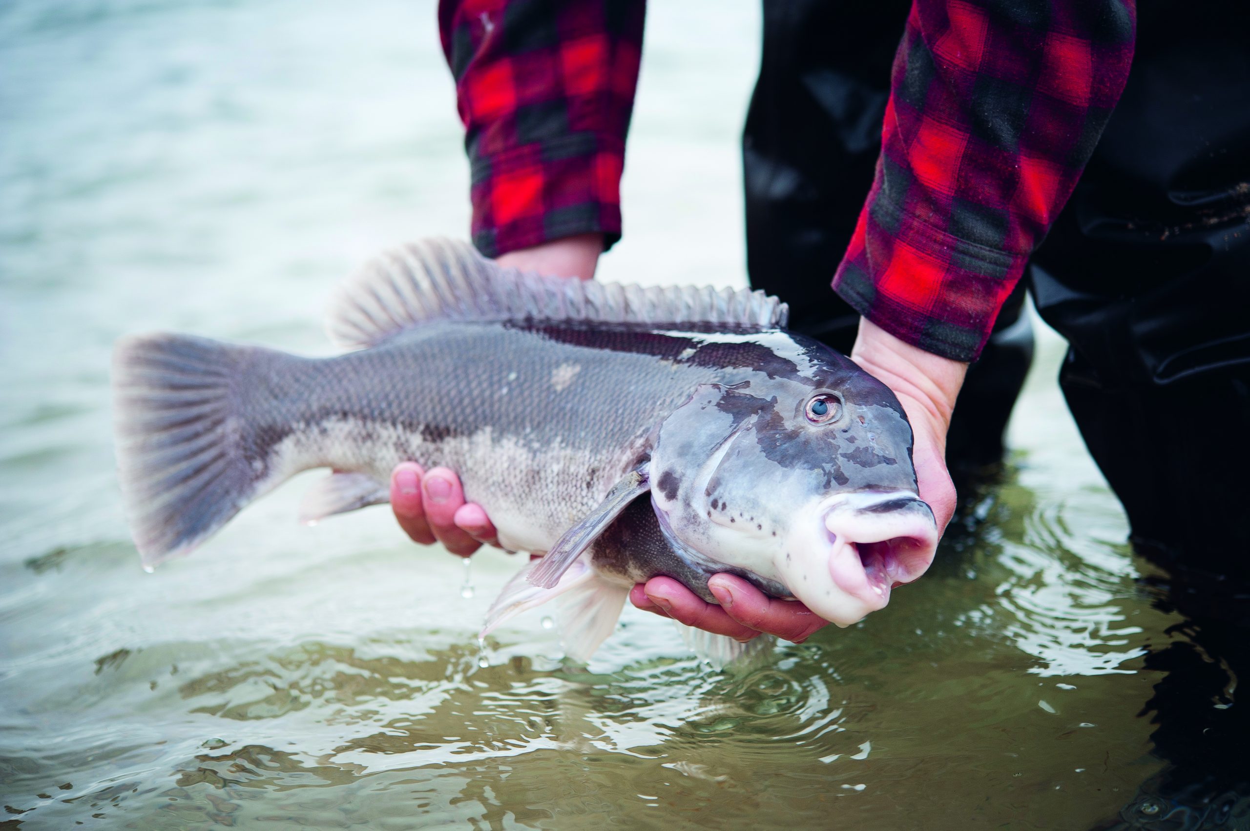 blackfish season nj