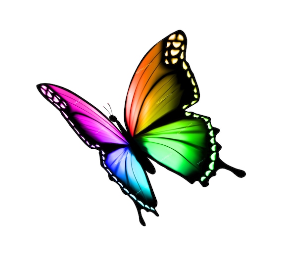 butterfly png