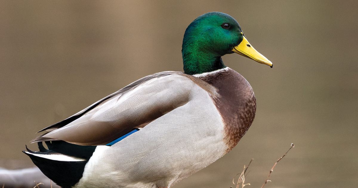 mallard duck pictures