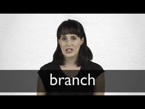 branch thesaurus