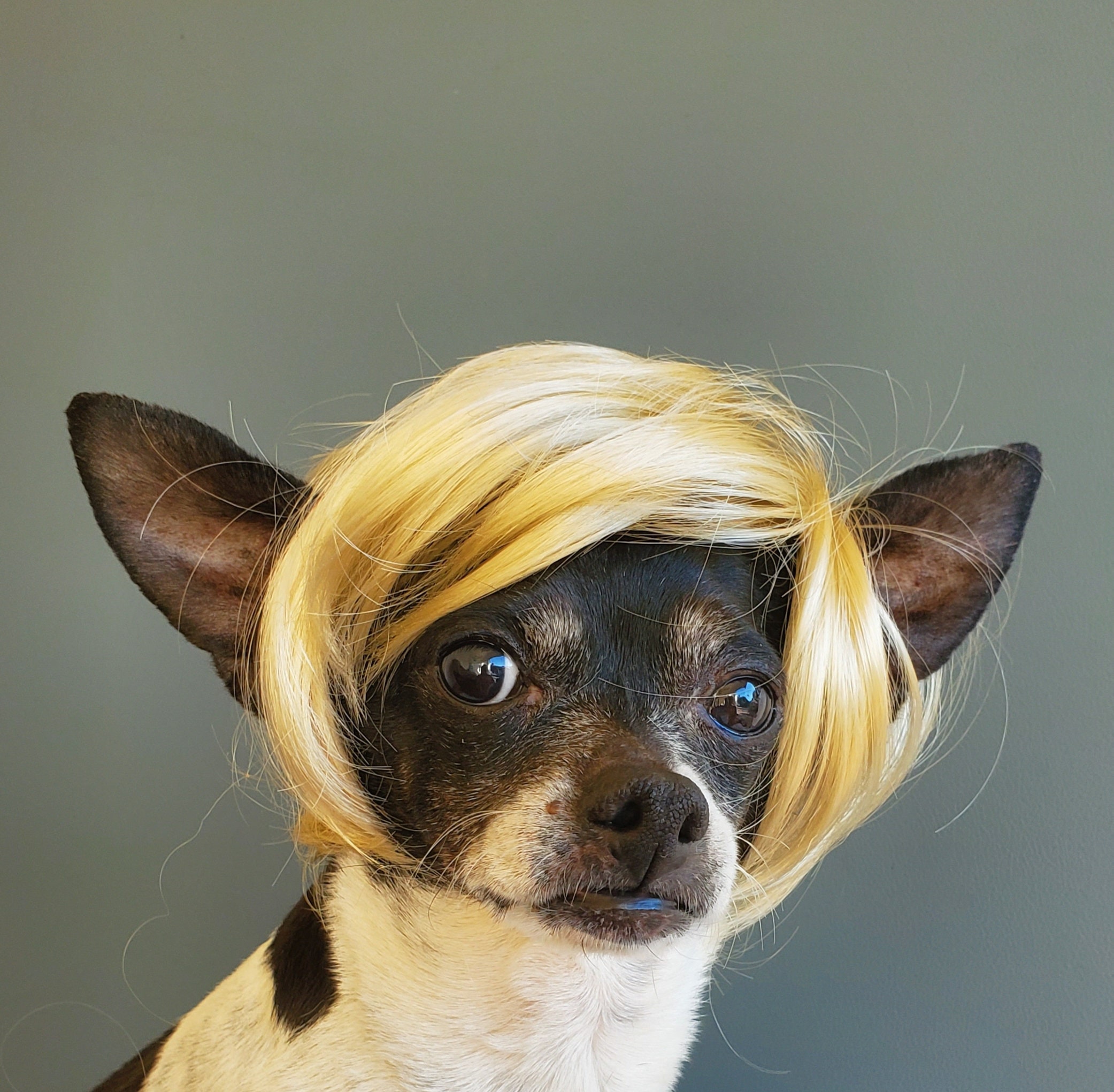 elegant pets wigs