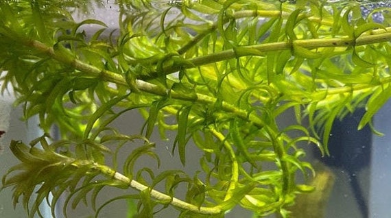 elodea anacharis