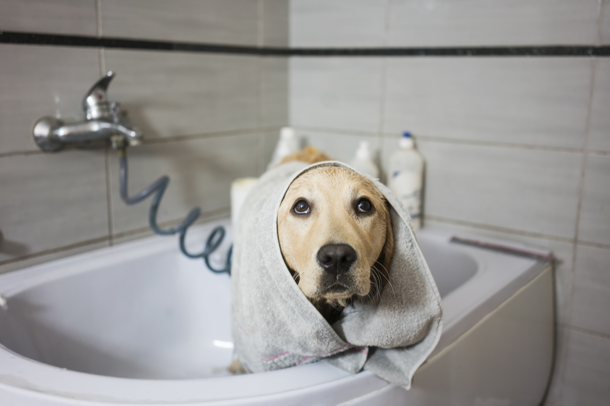 epsom salts for dogs