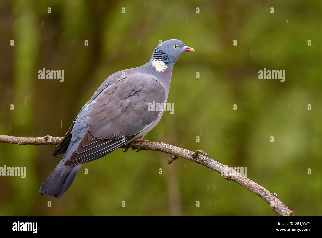 european pigeon