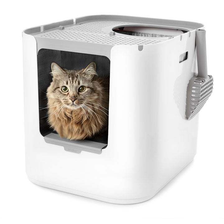 extra large litter box for big cats