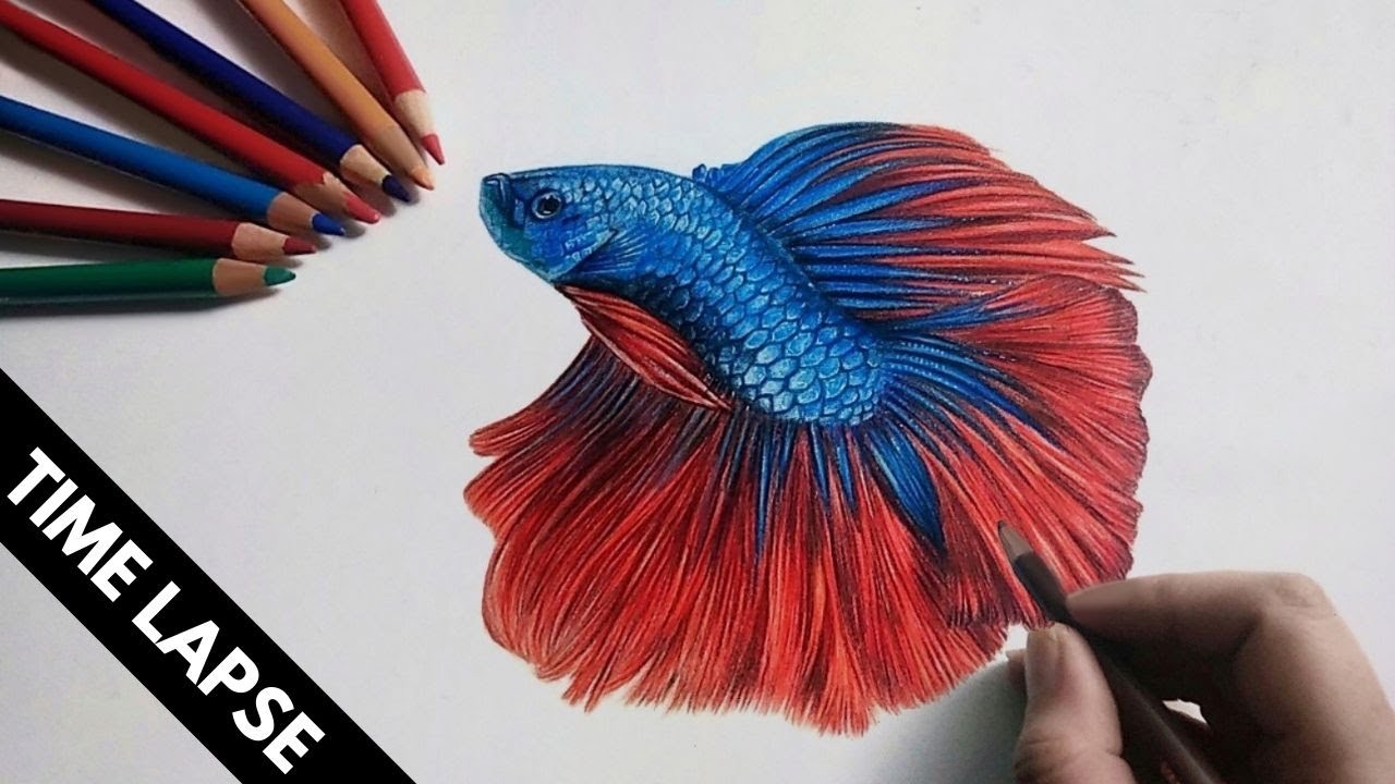 drawing of a betta fish