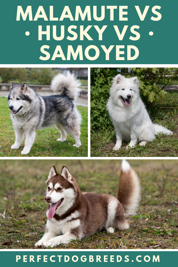 malamute vs samoyed