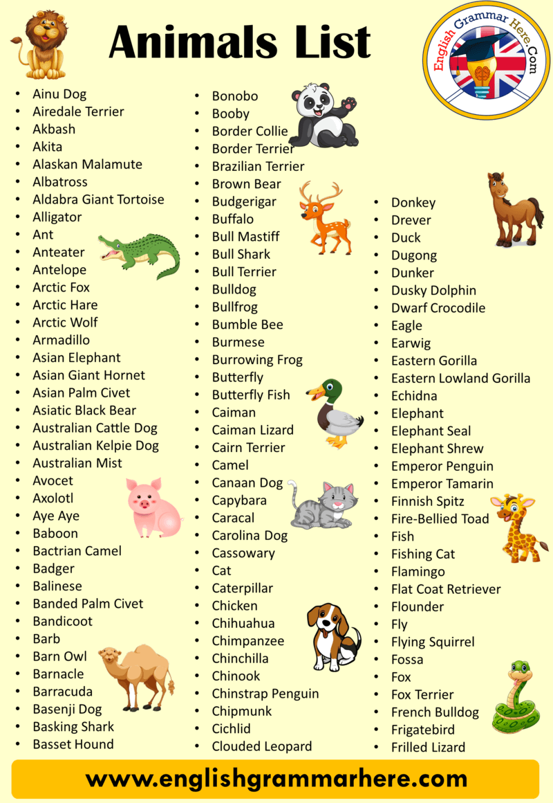 other words for animals