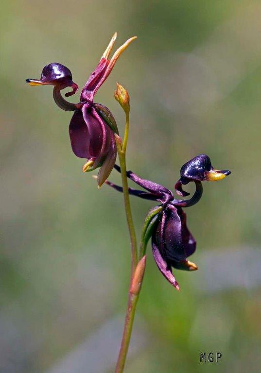 monkey faced orchids