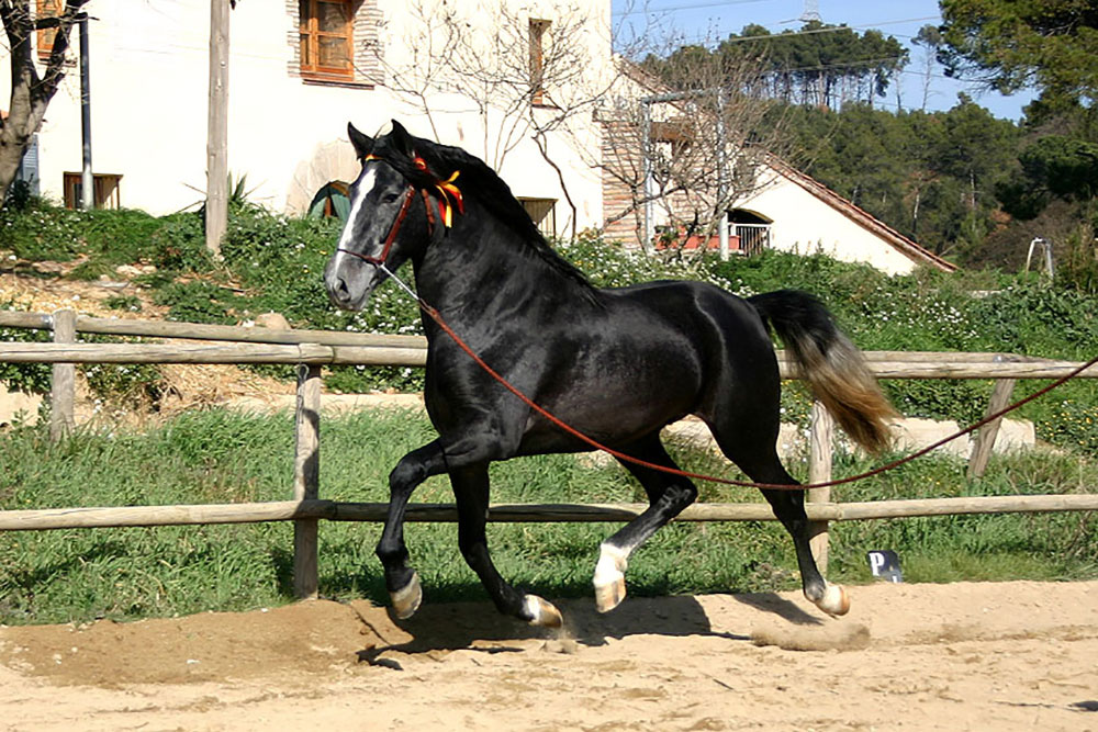 caballos en venta