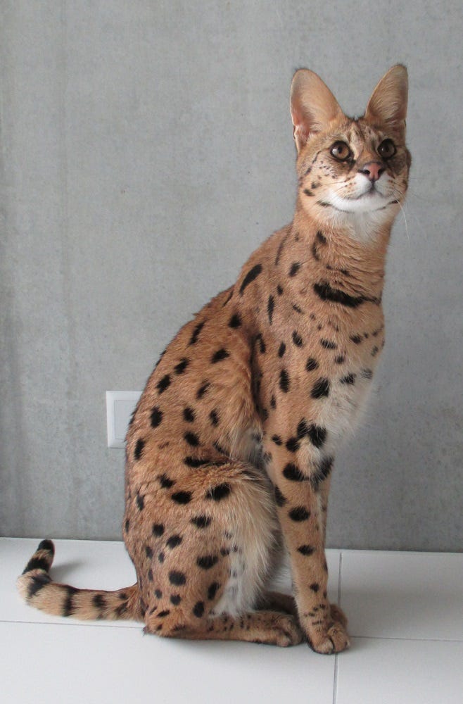 f4 savannah cat price