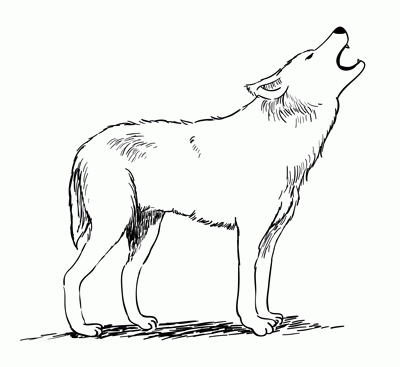 how to draw a wolf simple