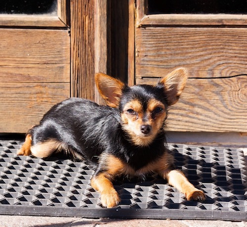 chihuahua yorkie x